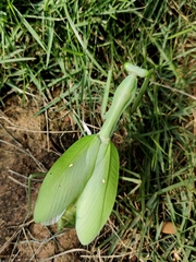 Hierodula membranacea