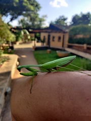 Hierodula membranacea