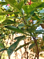 Hierodula membranacea