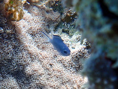 Acanthochromis polyacanthus