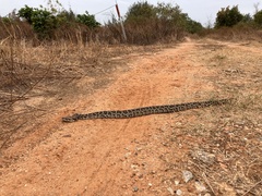 Python bivittatus
