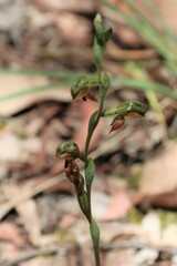 Pterostylis squamata