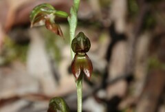 Pterostylis squamata