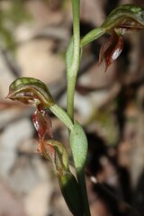 Pterostylis squamata