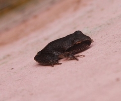 Pelodryadidae