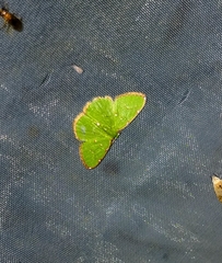 Chlorochromodes dialitha