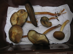 Psilocybe caerulescens
