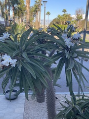 Pachypodium lamerei