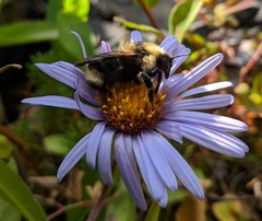 Bombus flavidus flavidus