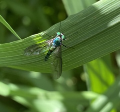 Heteropsilopus cingulipes