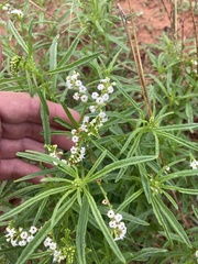 Heliotropium ciliatum
