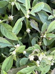 Alternanthera