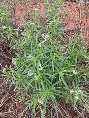 Heliotropium ciliatum