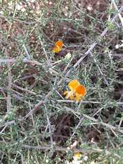 Aspalathus divaricata