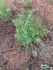 Heliotropium ciliatum