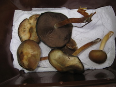 Psilocybe caerulescens