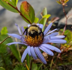 Bombus flavidus flavidus