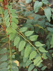 Sanguisorbinae