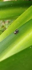 Zenodorus orbiculatus