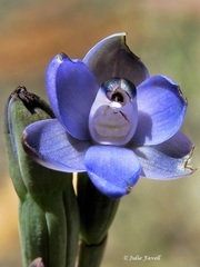 Thelymitra cyanapicata