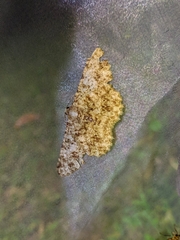Racotis boarmiaria