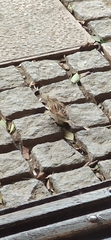 Passer domesticus