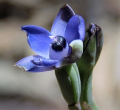 Thelymitra cyanapicata