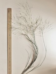 Austrostipa elegantissima