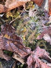 Selaginella rupestris
