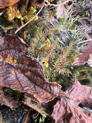 Selaginella rupestris