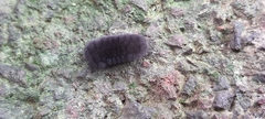 Lepidoptera