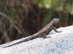 Sceloporus orcutti