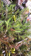 Selaginella rupestris