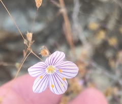Leptosiphon liniflorus