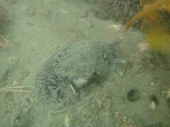 Pleurobranchaea maculata