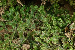 Marchantia polymorpha polymorpha