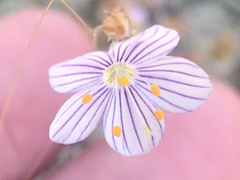 Leptosiphon liniflorus