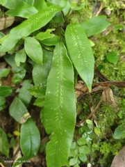 Deparia lancea