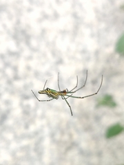 Leucauge decorata