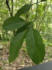 Beilschmiedia erythrophloia