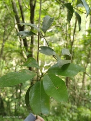 Beilschmiedia erythrophloia