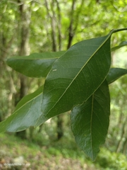 Beilschmiedia erythrophloia