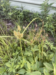Cyperus odoratus