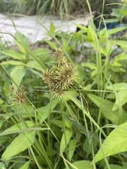 Cyperus odoratus