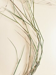 Austrostipa elegantissima