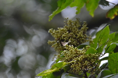 Bindahara moorei