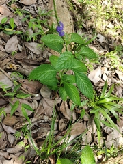 Stachytarpheta jamaicensis