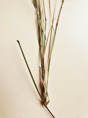 Austrostipa elegantissima