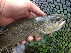 Salmo marmoratus