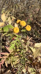 Tanacetum vulgare boreale